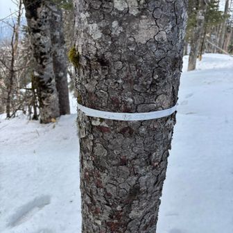 やっと着きました。
小鉢盛山です。
えらいお粗末な山頂標識です。
この時点で先に行く気は１ミリもありません😆