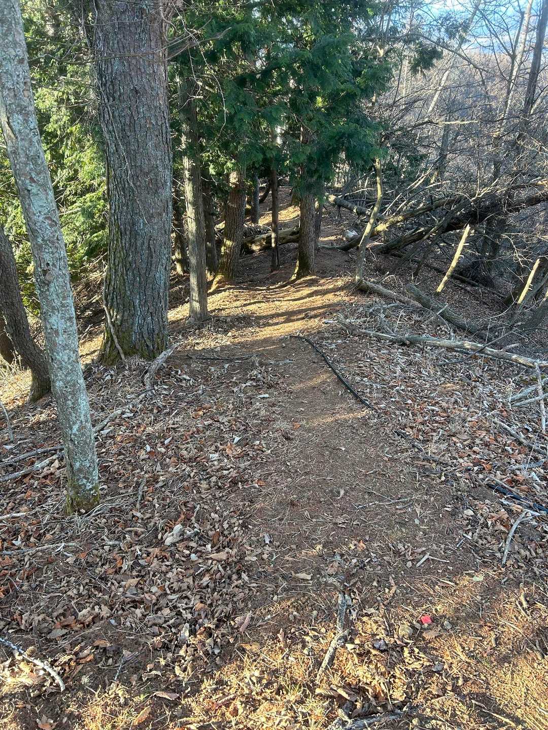 下山方面の堂尾山公園へのトレイルは緩やかでとても整備されてた🤗スロージョグで気持ち良く流しました✨堂尾山ルートからピストンの方が気持ちいいルートかもしれません。