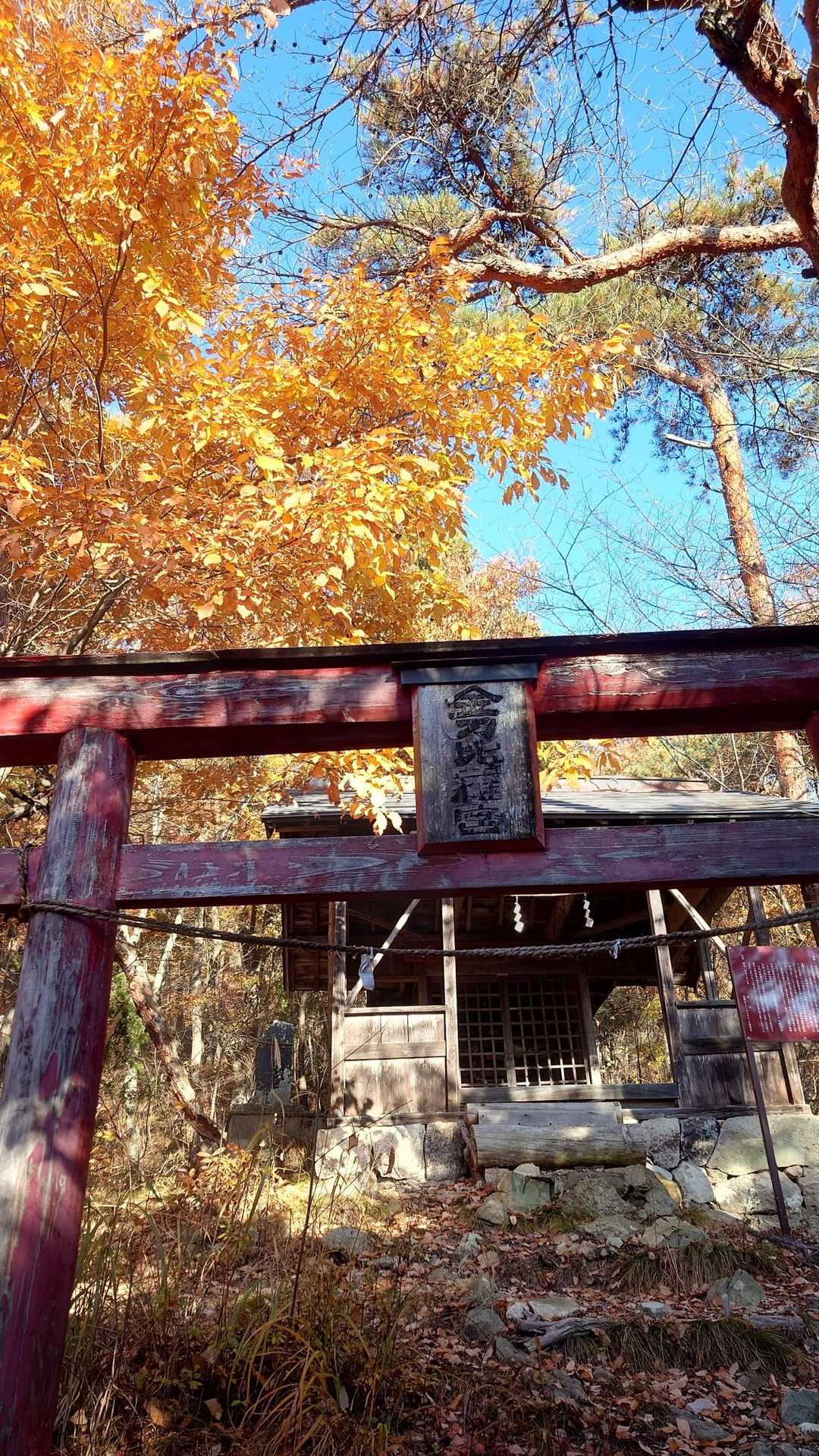 金毘羅神社⛩️紅葉がいい感じ🍁