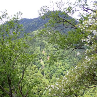 シロヤシオ越しの皇海山です。