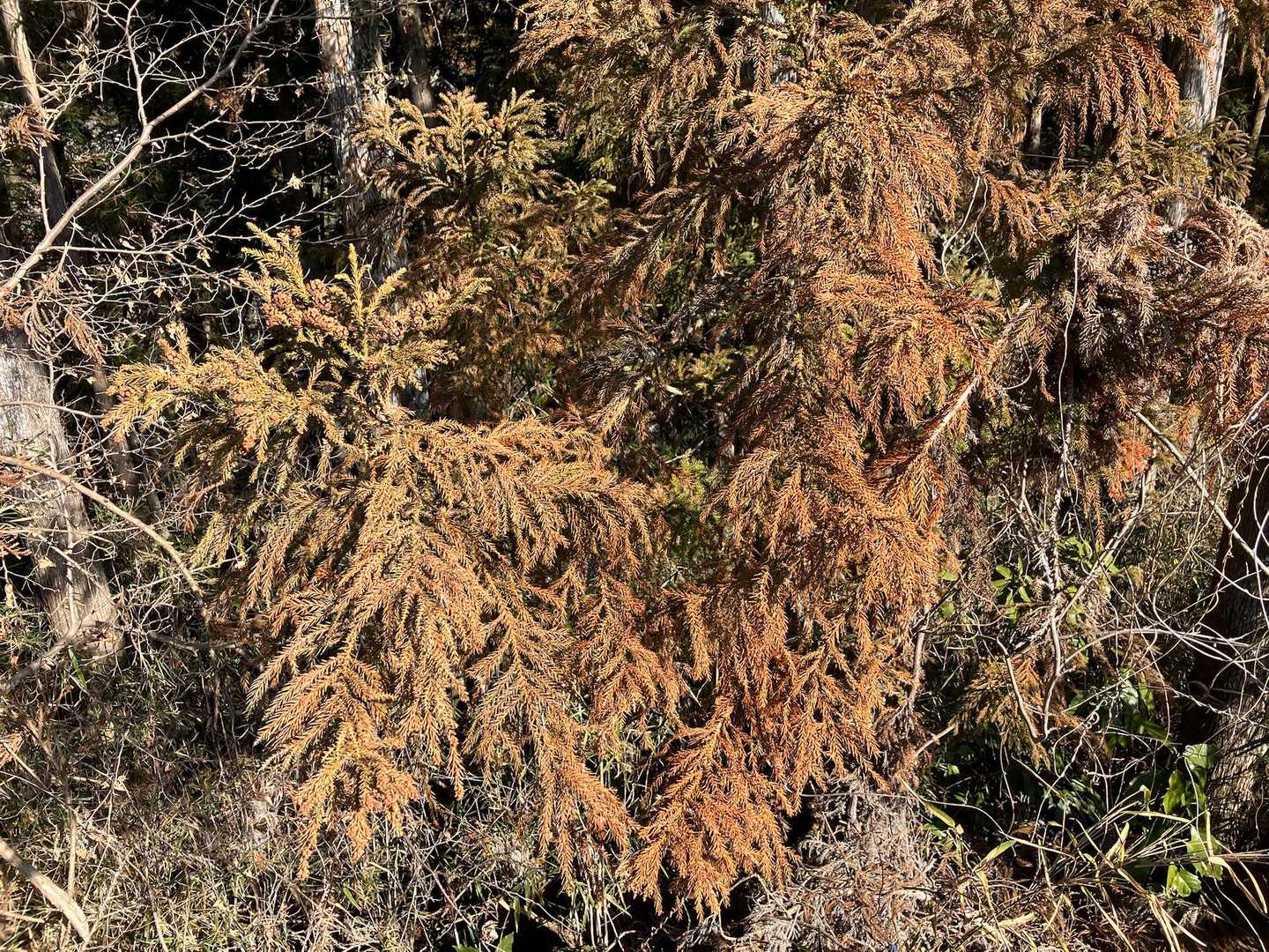 杉はもう赤くなってます。
今の杉の雄花の花芽は例年より多いようで、昨年より花粉の飛散量が増えるみたい😫
そろそろ里山山歩は中止した方がいいかも🤧
