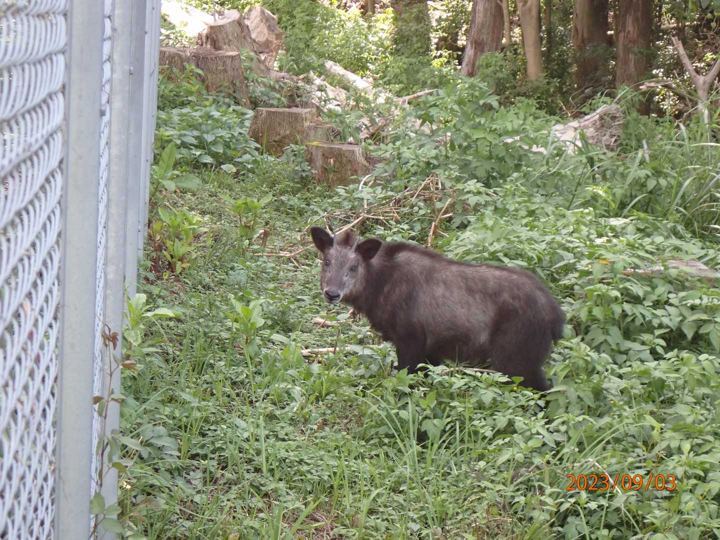 お食事中でした