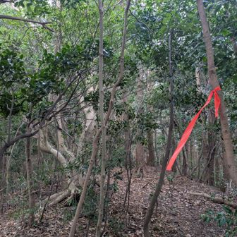 水無月山。山頂やけど標識も展望もない、と思いきや山頂はこの先でした💦