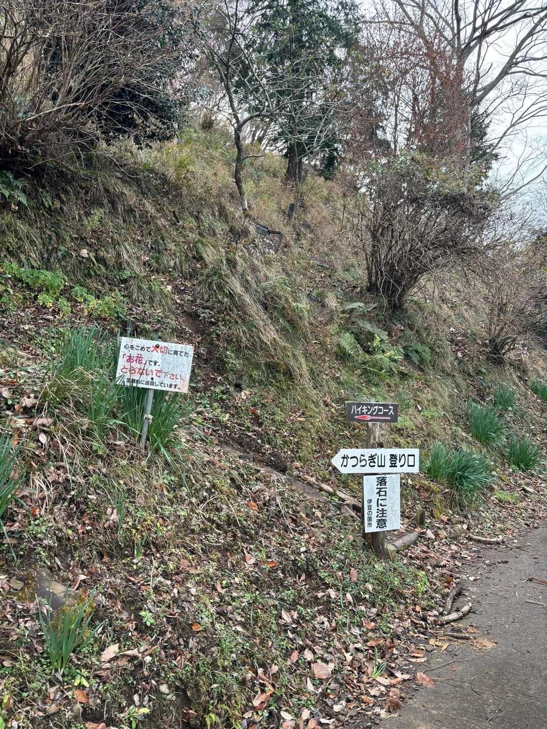 小坂みかん農園の交通整理の方に、どこ行くの！葛城山？ここからは行けねぇよ！戻ってロープーウェイじゃなきゃ行けねぇよ！とシッシされ少し戻って相談して、間違いなくあの横を上がるはず！と再アタックして登山口に行けました

