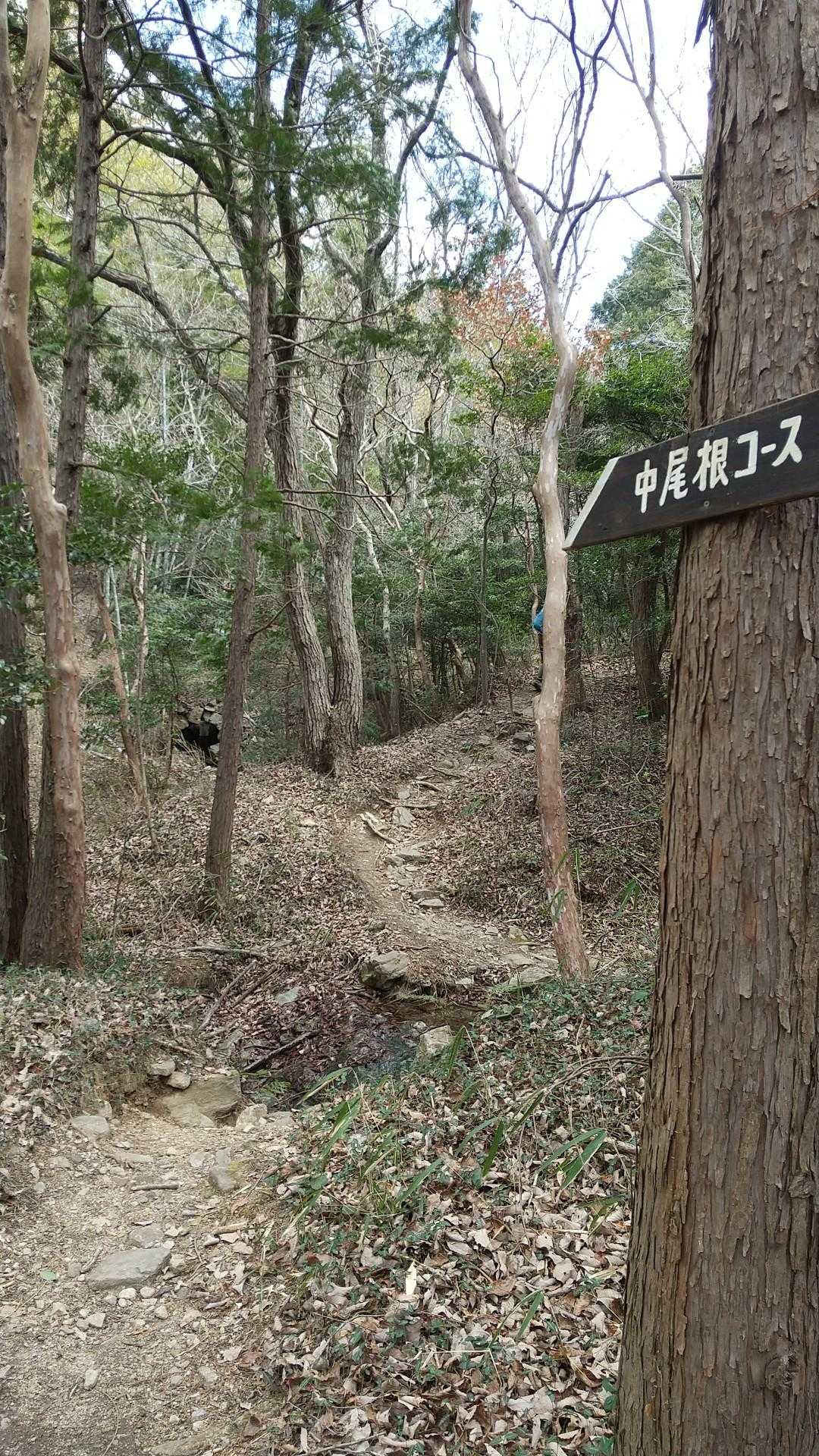 登りたかった中尾根コースで初めてです。