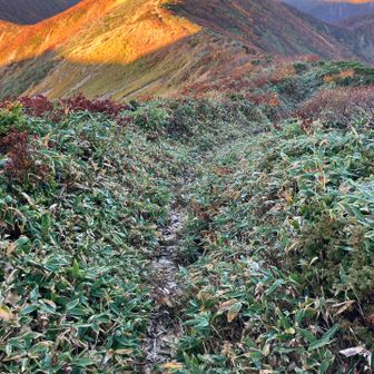 平岩山を越えて大玉山方面へ

登山道の状態が心配でしたが、前日のアリョーナさんのレポで行けると判断。
(二百名山、三百名山同時達成とのこと🎉)

整備して下さっている方に感謝です🙇‍♀️
