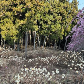 公園の下がミツマタ群生地