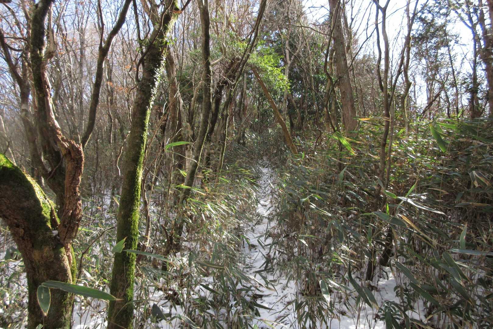 尾根に出ると再び両側がスズタケの登山道になり笹越え峠まで続きました