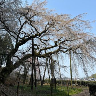 枝ぶりに歴史を感じます。