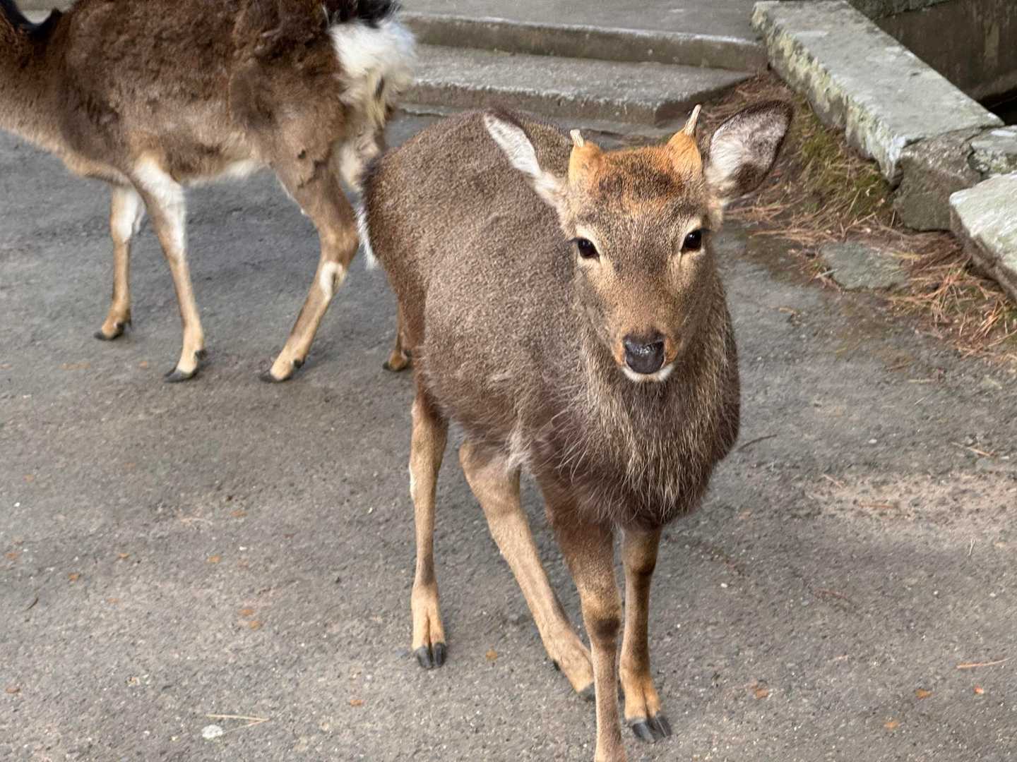 再び鹿ふれあい広場
去年撮った鹿の表情は越えられなかったか…
