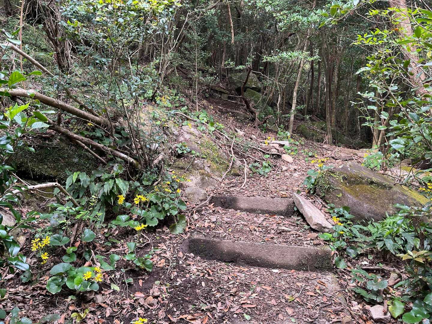 山頂への道はこんな感じ