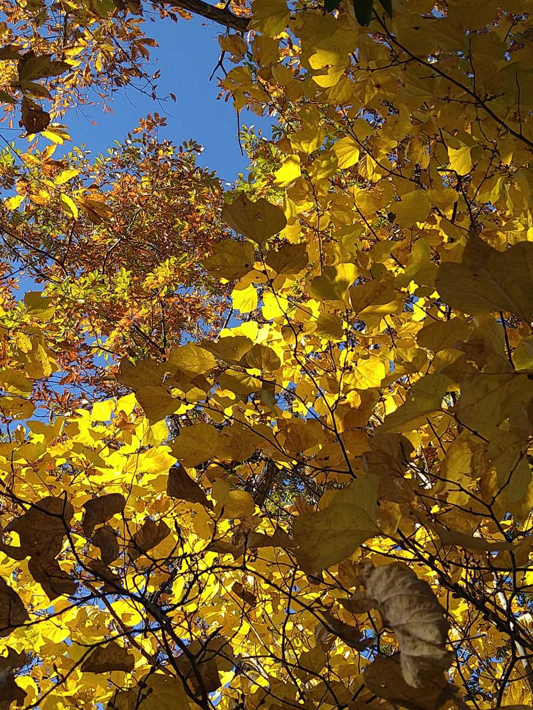 紅葉がモザイクのように。