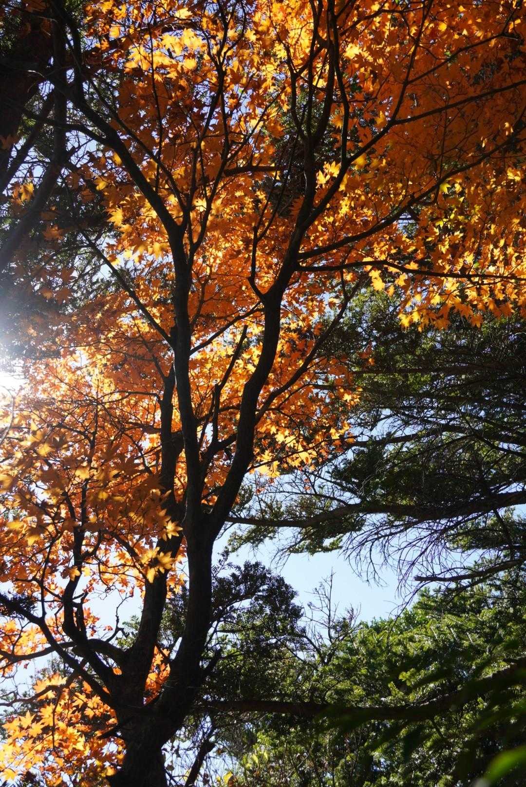 森に入ると、もみじの🍁…👀📷✨