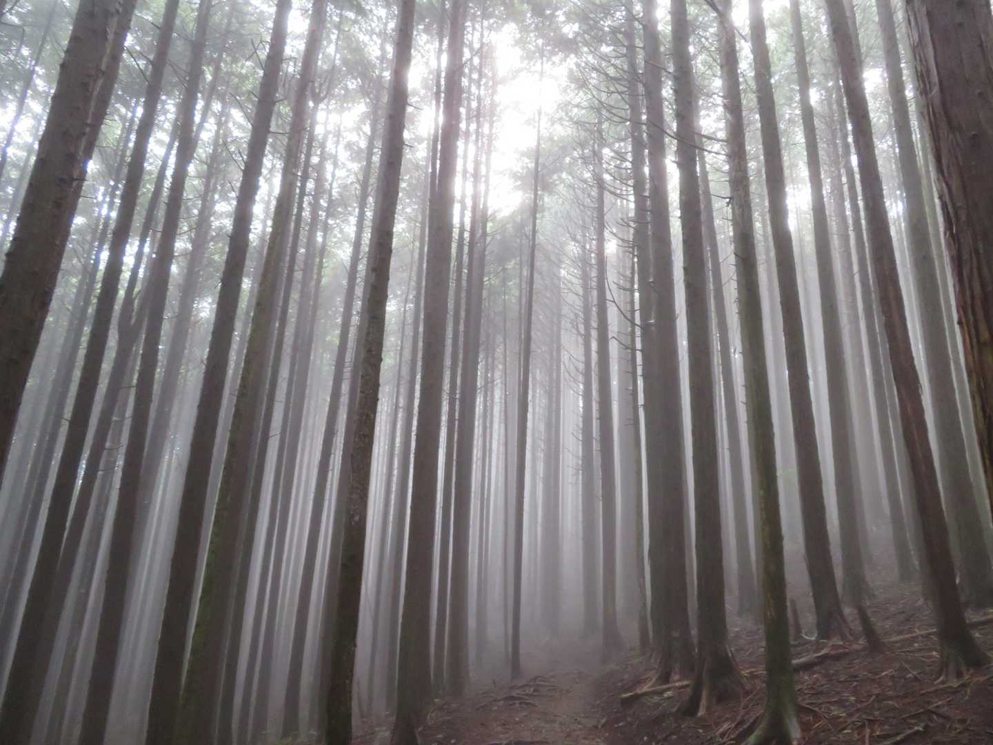 幻想的✨