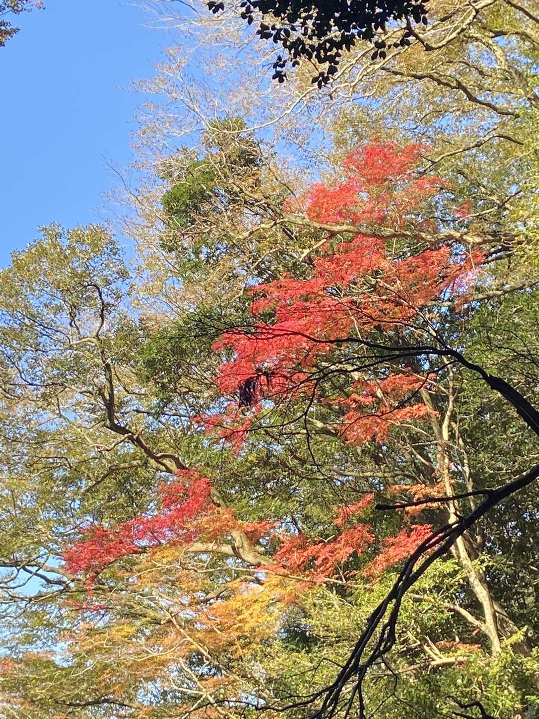 五合目登山口 往復コースの写真