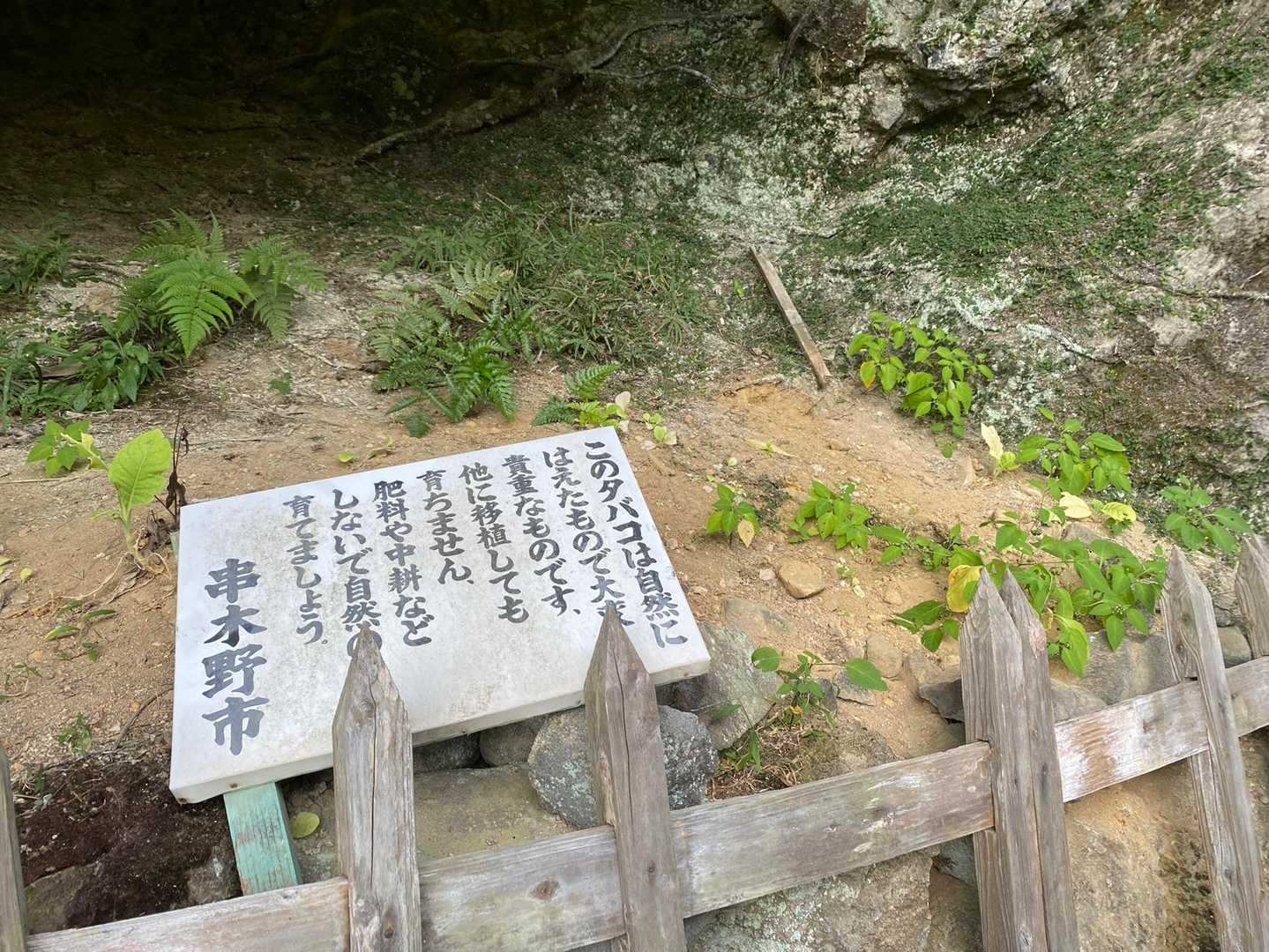 冠岳登山口発着｜山頂のパノラマを楽しむ周回ルートの写真