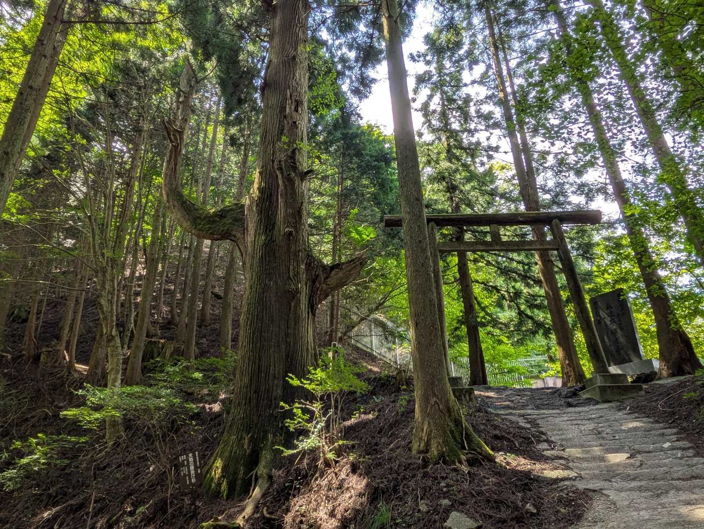 御岳山駅-御嶽神社-御岳山-天狗の腰掛け杉 周回コースの写真