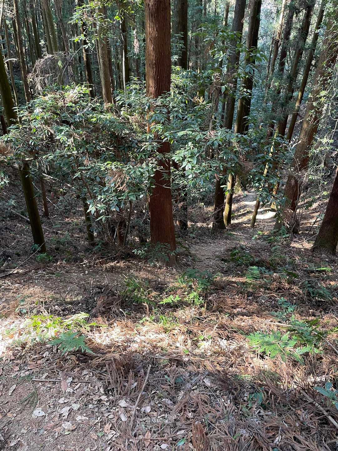 そして激下り。