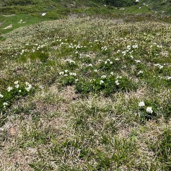 山頂にもイチゲの群生、、途中の方が全然多いなぁ、、いやいや興味は無いが

この後お舎利にちょっと寄って、、さて帰りましょ