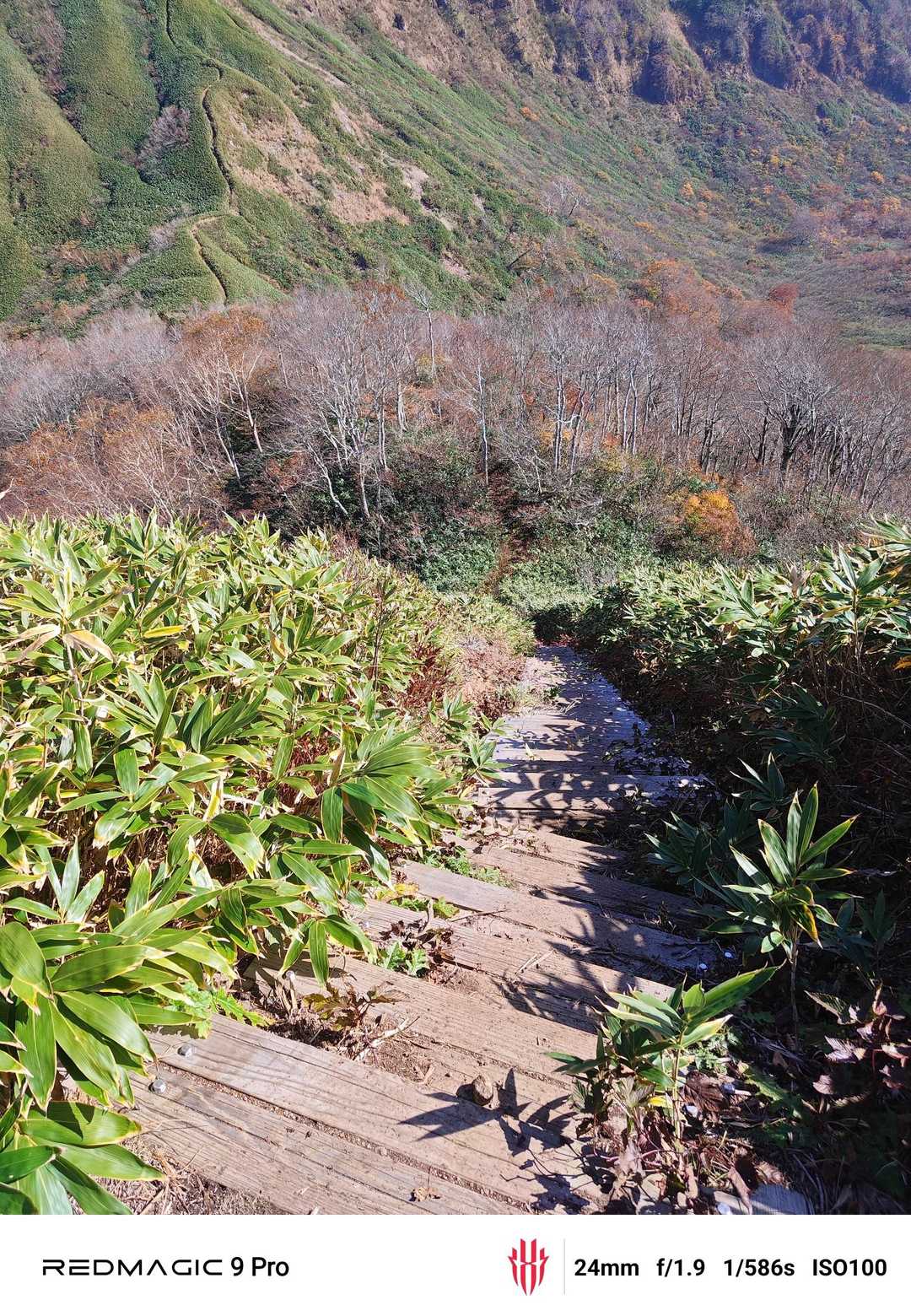 広域林道登山口-保月山-釈氏ヶ岳-中岳 往復コースの写真