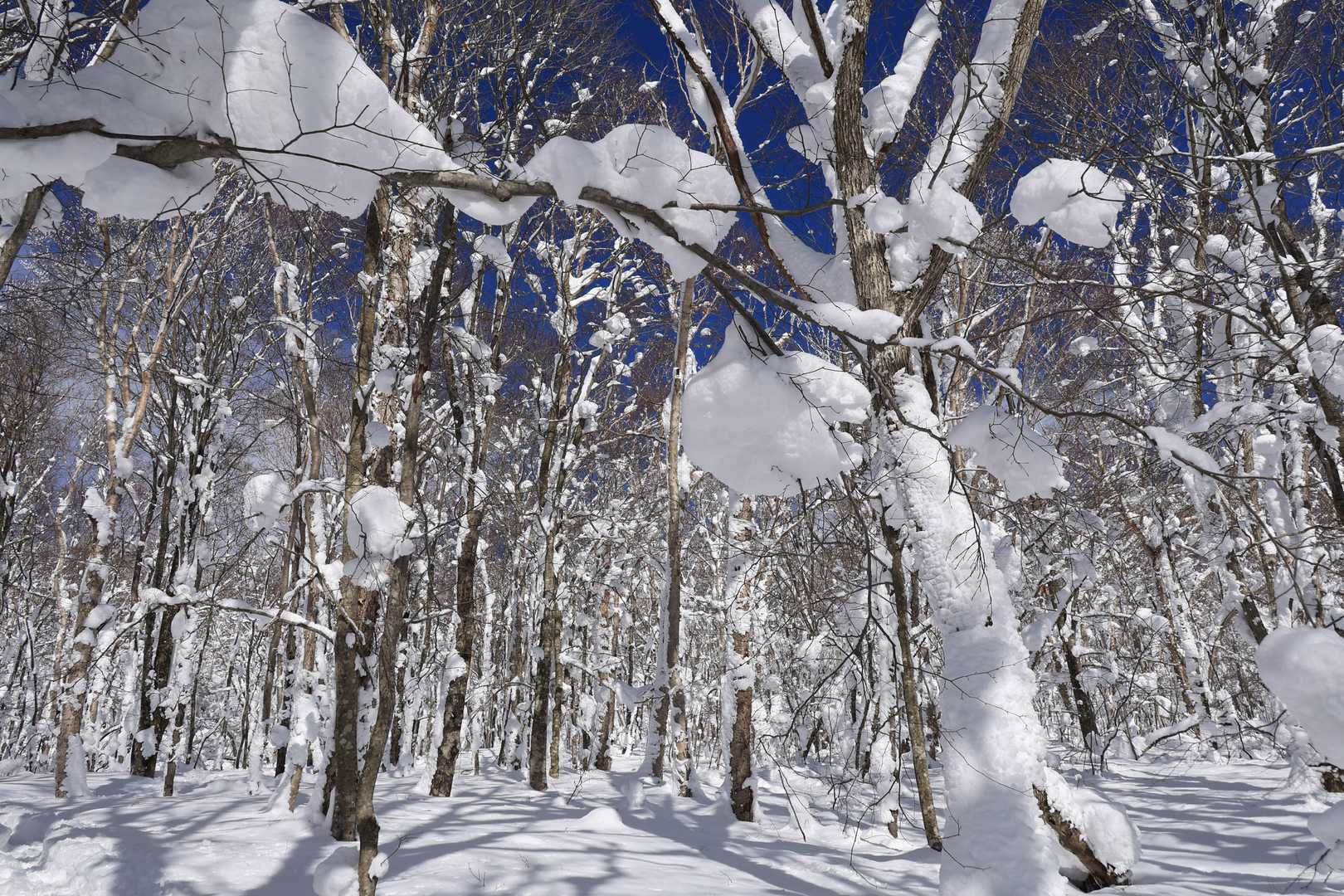 どんどん雪が多くなります