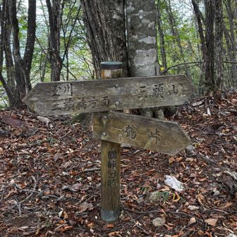 鶴峠分岐
鶴峠からも登りたいけど
また三頭山に登るのはキツい😨