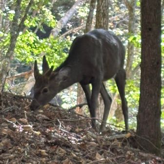 少し登り始めるとまた🦌