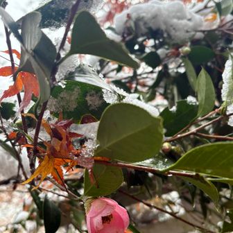 山茶花（サザンカ）に紅葉（モミジ）が舞い落ちて、雪も被る❄️