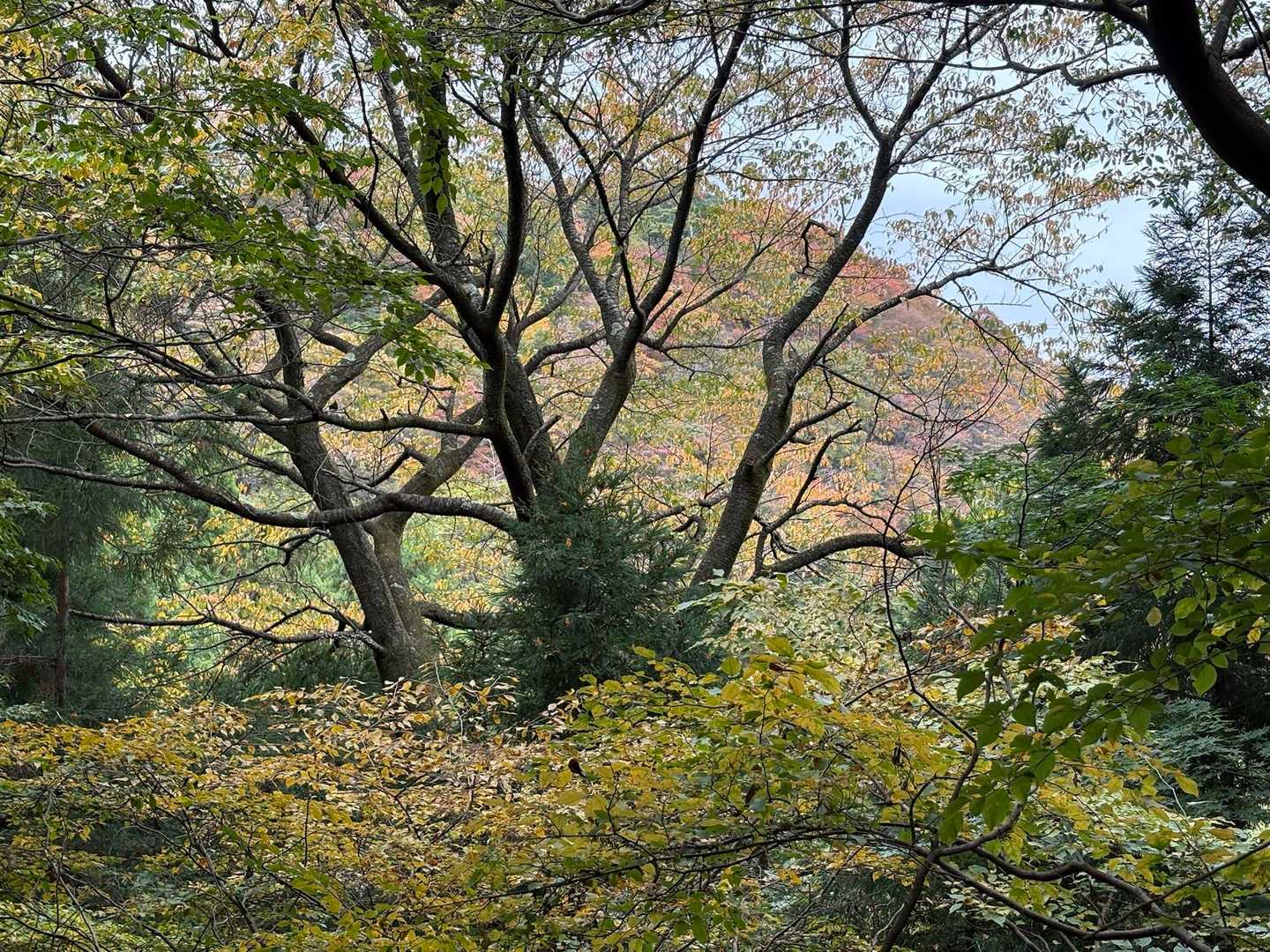下山途中、色付いた山がきれいです
ただ、木々に遮られていて残念😢
高尾界隈はこういうのが多いですね😓