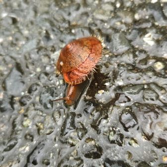 【オオケマイマイ】道路にいたのですが ちょっと移動してもらうことに 🐌