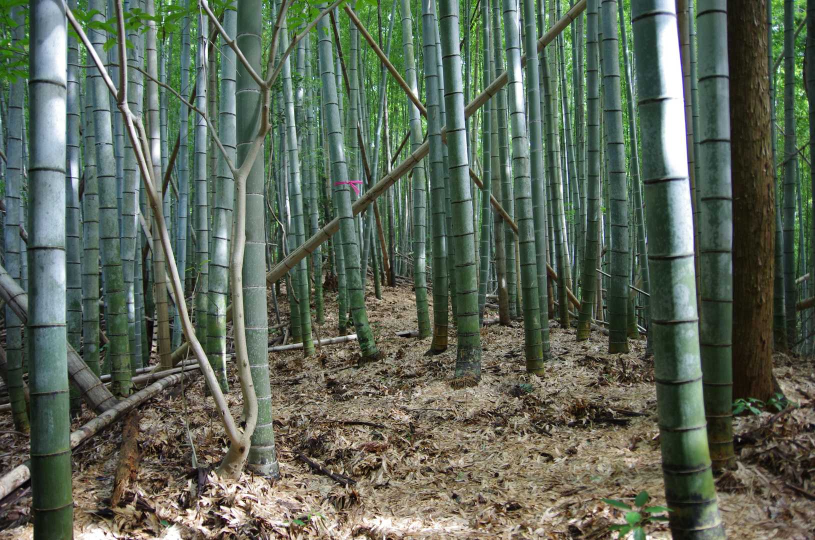 竹の密度がすごい
