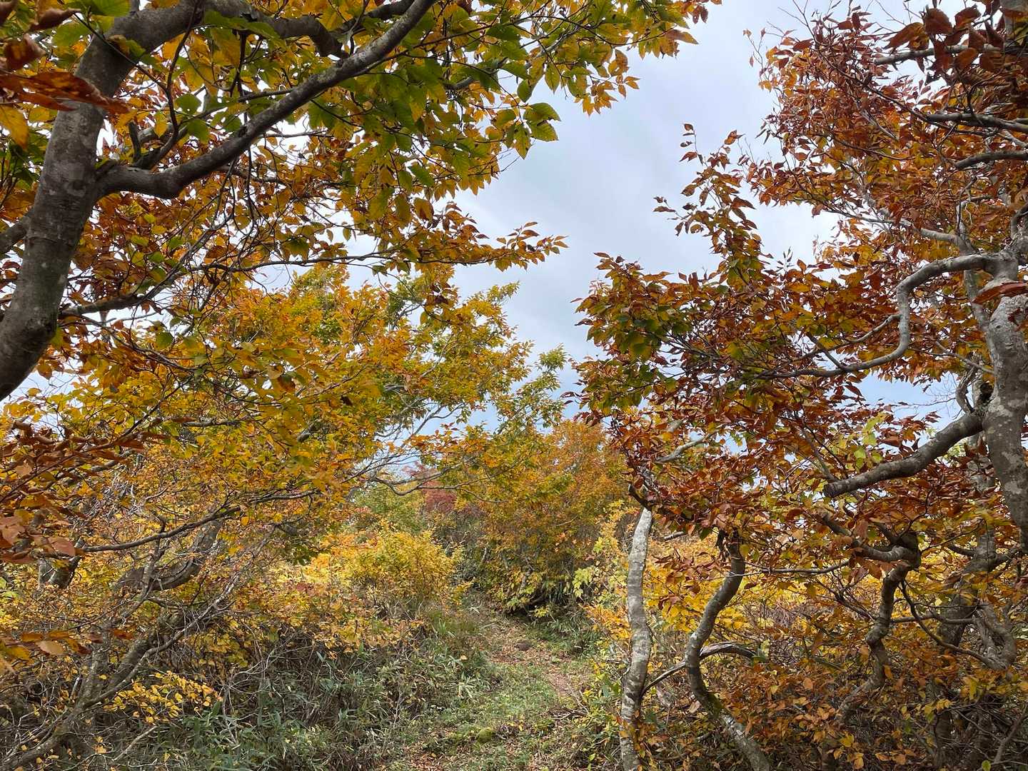 紅葉のトンネルをくぐり