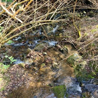 と思ったら渡渉😱