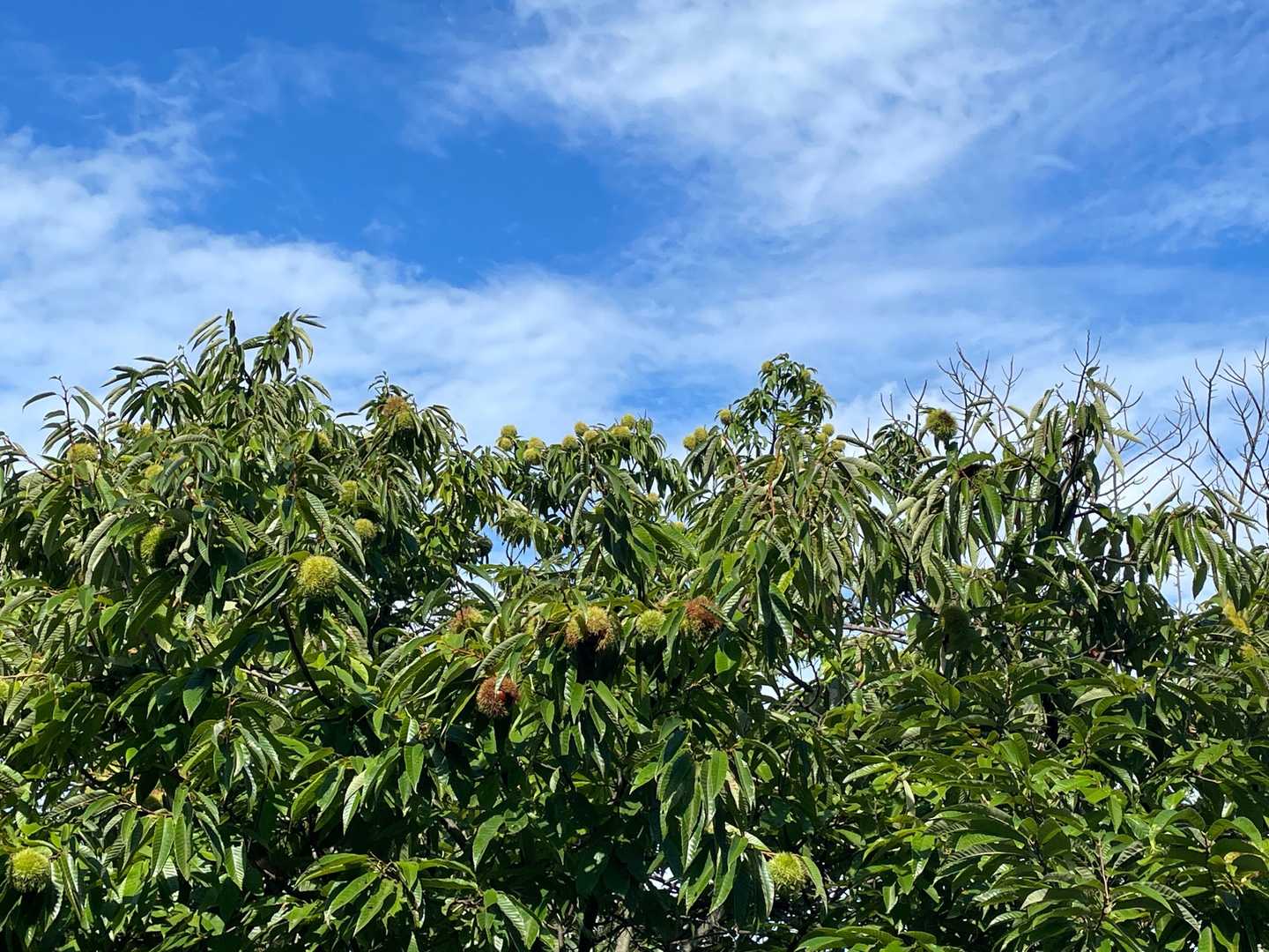 栗の木。