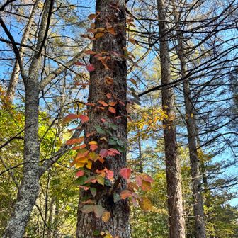 木にぐるりと色づく葉っぱ🍂が回ってる
ツタウルシ