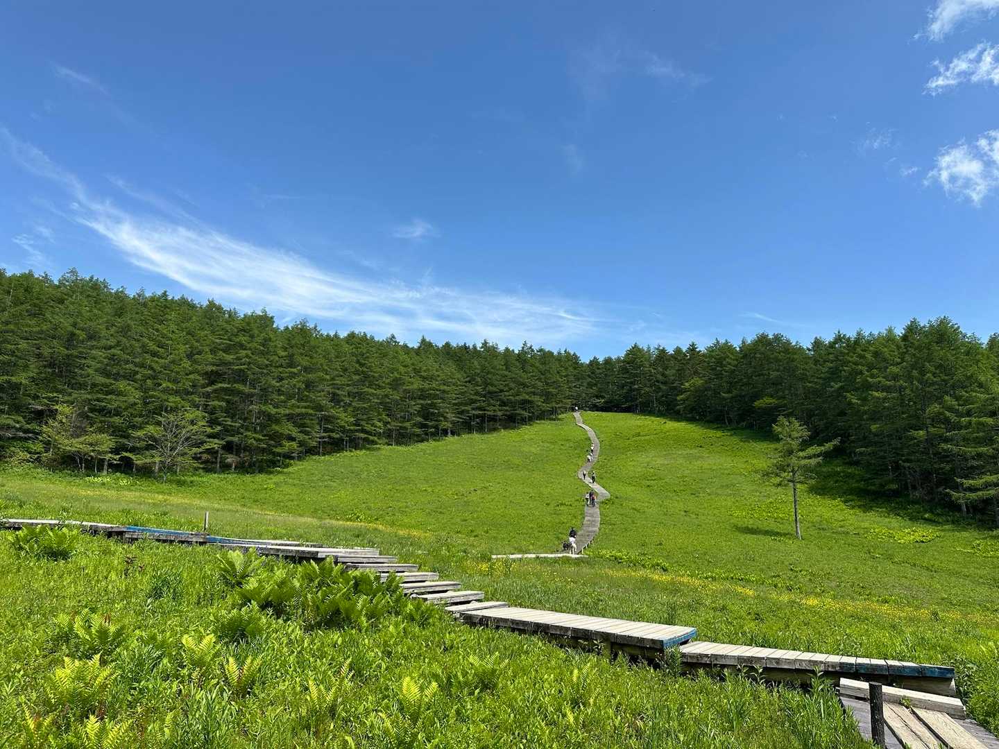 入笠山往復 | 希少な花々・潤いの湿原・白銀の雪景色まで全シーズン対応の展望峰の写真