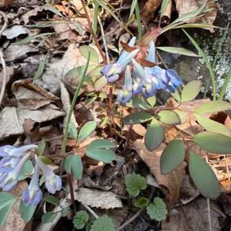 エンゴサク増えてきました🤗