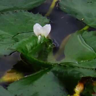 菱の花