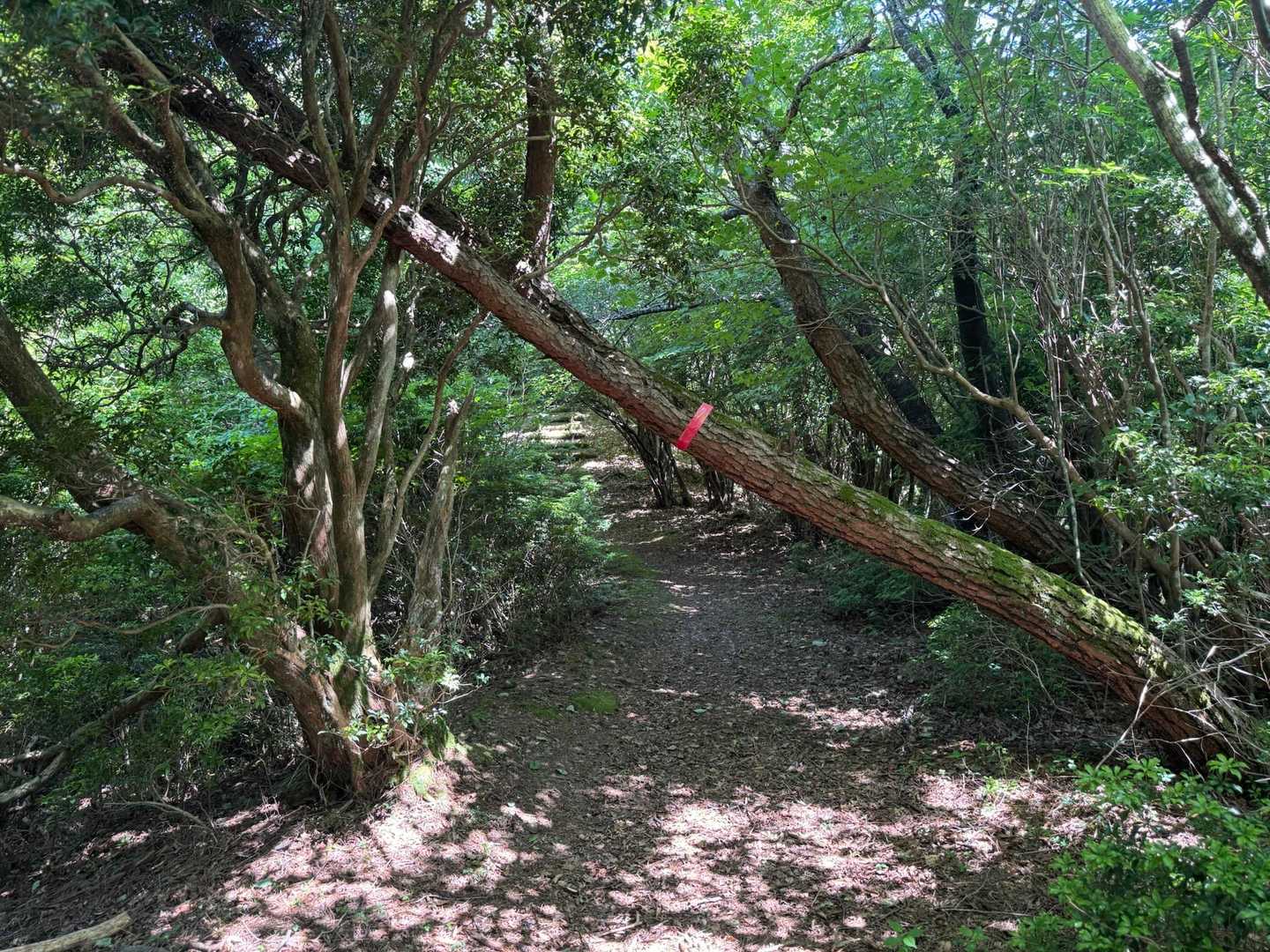 旭ヶ丸-高鉾山-高鉾山 周回コースの写真