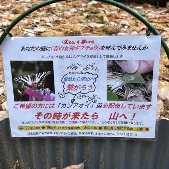 🏫高山市立新宮小学校３年生の皆さんも🦋原山ギフチョウ保全活動に協力参加されました（R7.11/21）