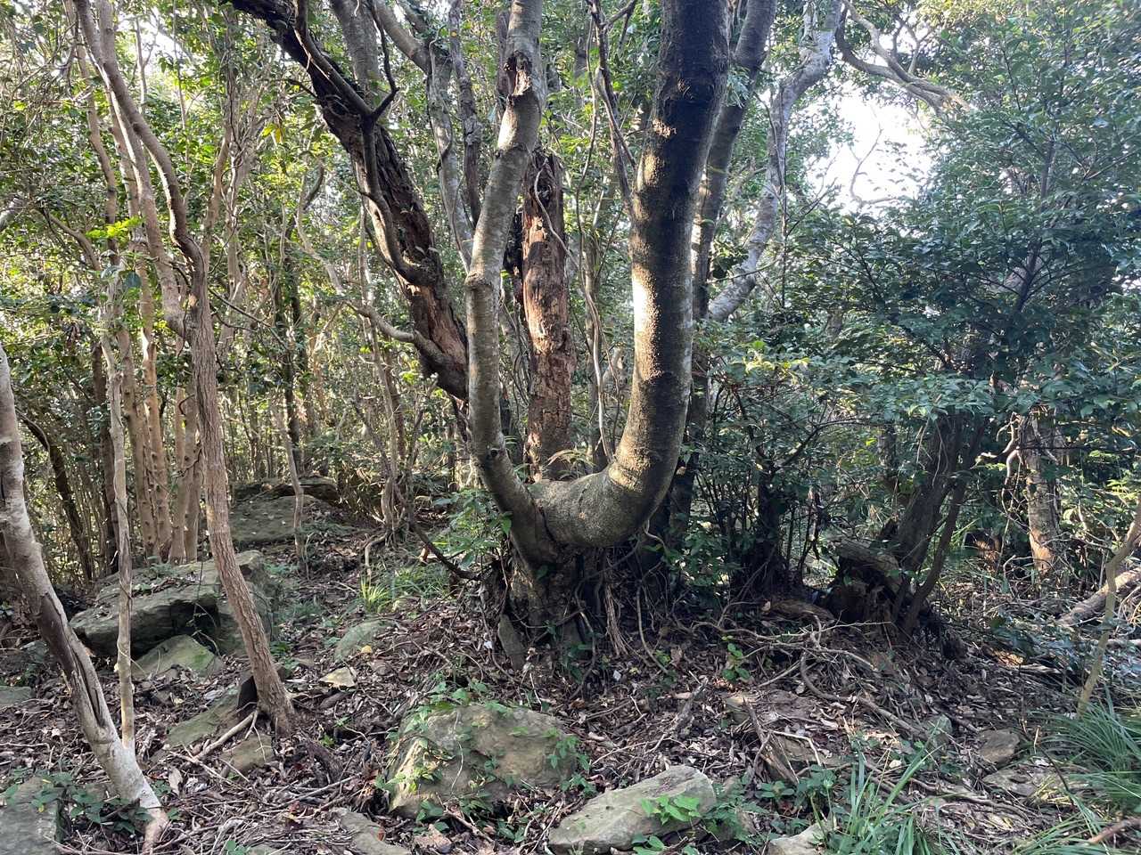 折瀬鼻砲台跡にたどり着く前に、大ビラ山に立ち寄る、ここが山頂だが何もない