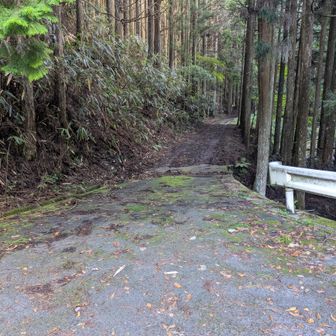 ここから林道🌲