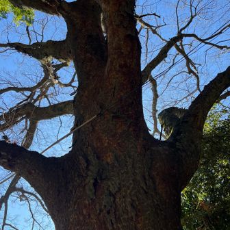 八菅神社入り口にある欅の木
とても立派な木でした

通りがかりの人（神社の関係者かな？)から木に手を添えると温かいと聞いて試してみたけどよく分からず。
帰る時にもう一度試してみたら、一瞬ほんわかした気がして、パワーを頂けたありがたい気分
