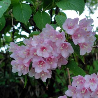 最初のお花はタニウツギ
登山道沿いを華やかにしてくれています