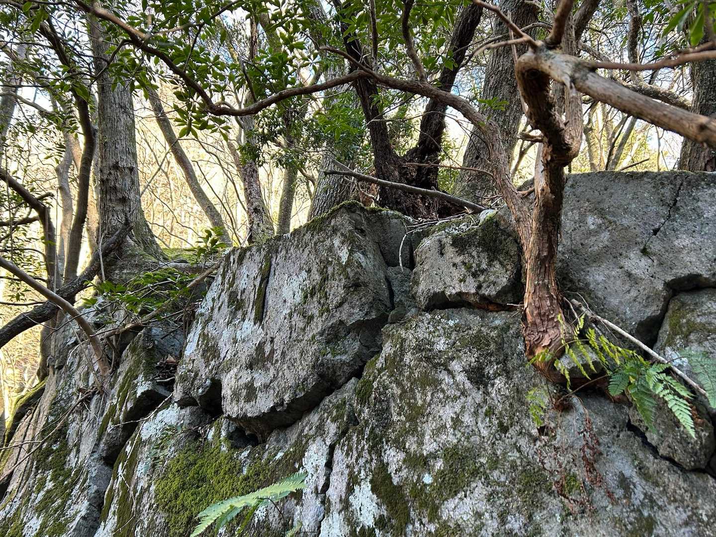 亀裂が入った溶岩から木が育っている。
岩の優しさと木の生命力👍