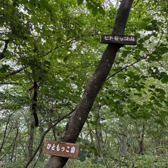 四つ目のピーク　ひともっこ山
斜めの樹に、札が２つ😆

なんか、可愛い