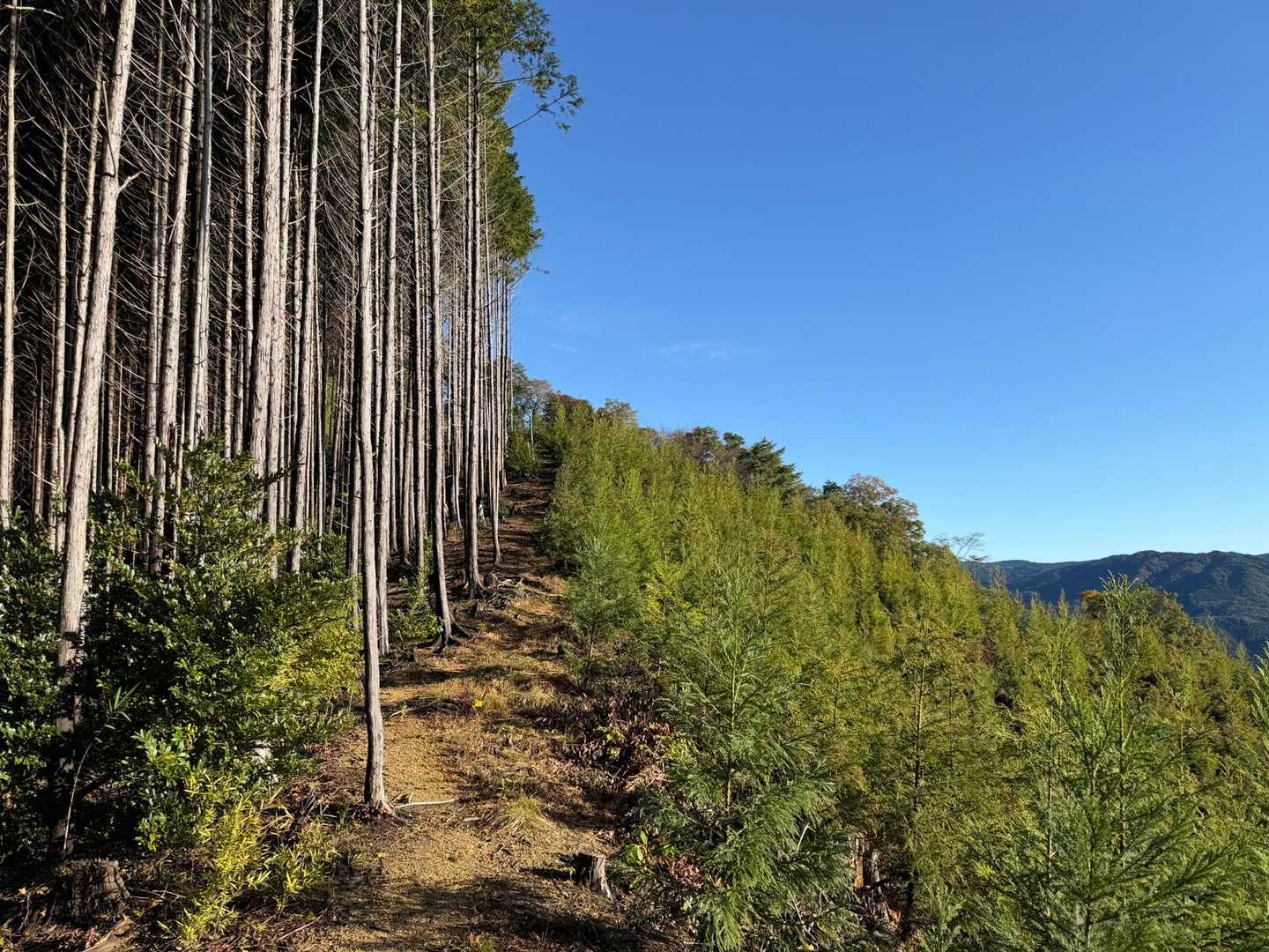 まさに境目な登山道
