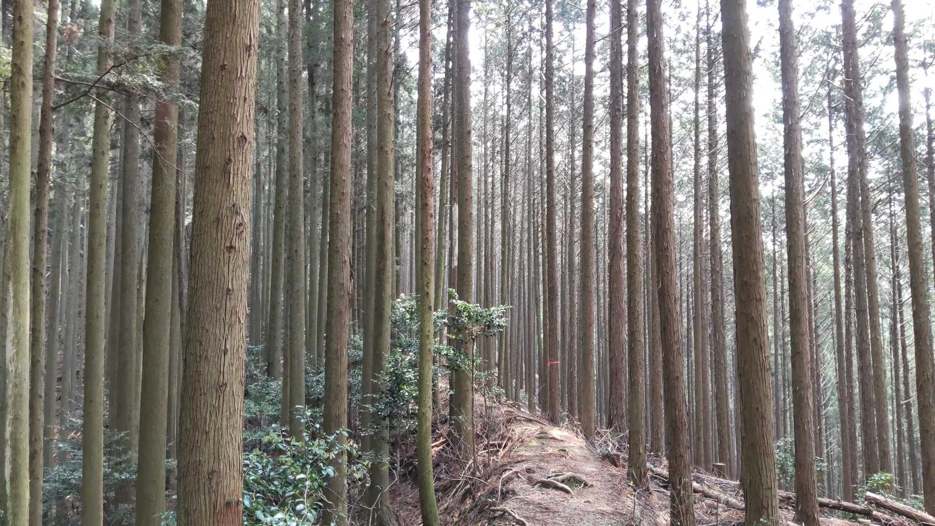 綺麗な植林