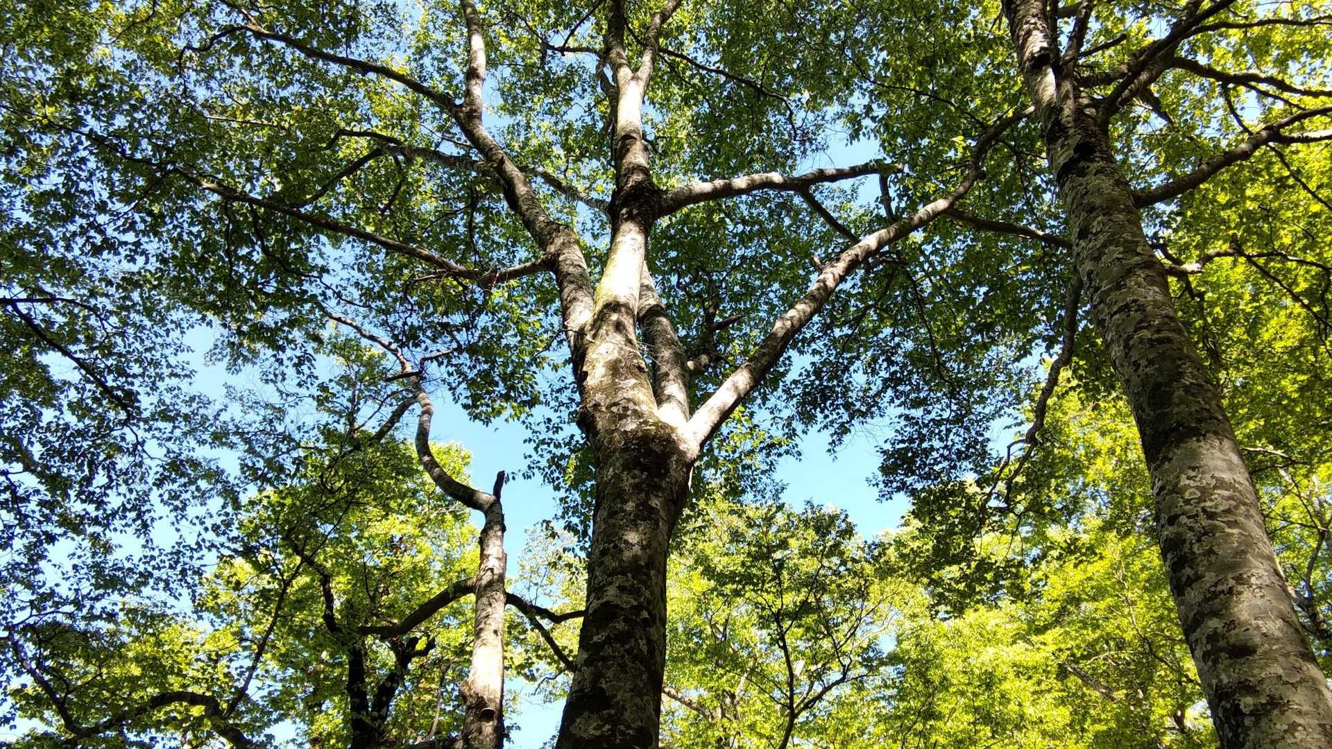 小原峠-赤兎山 往復コースの写真