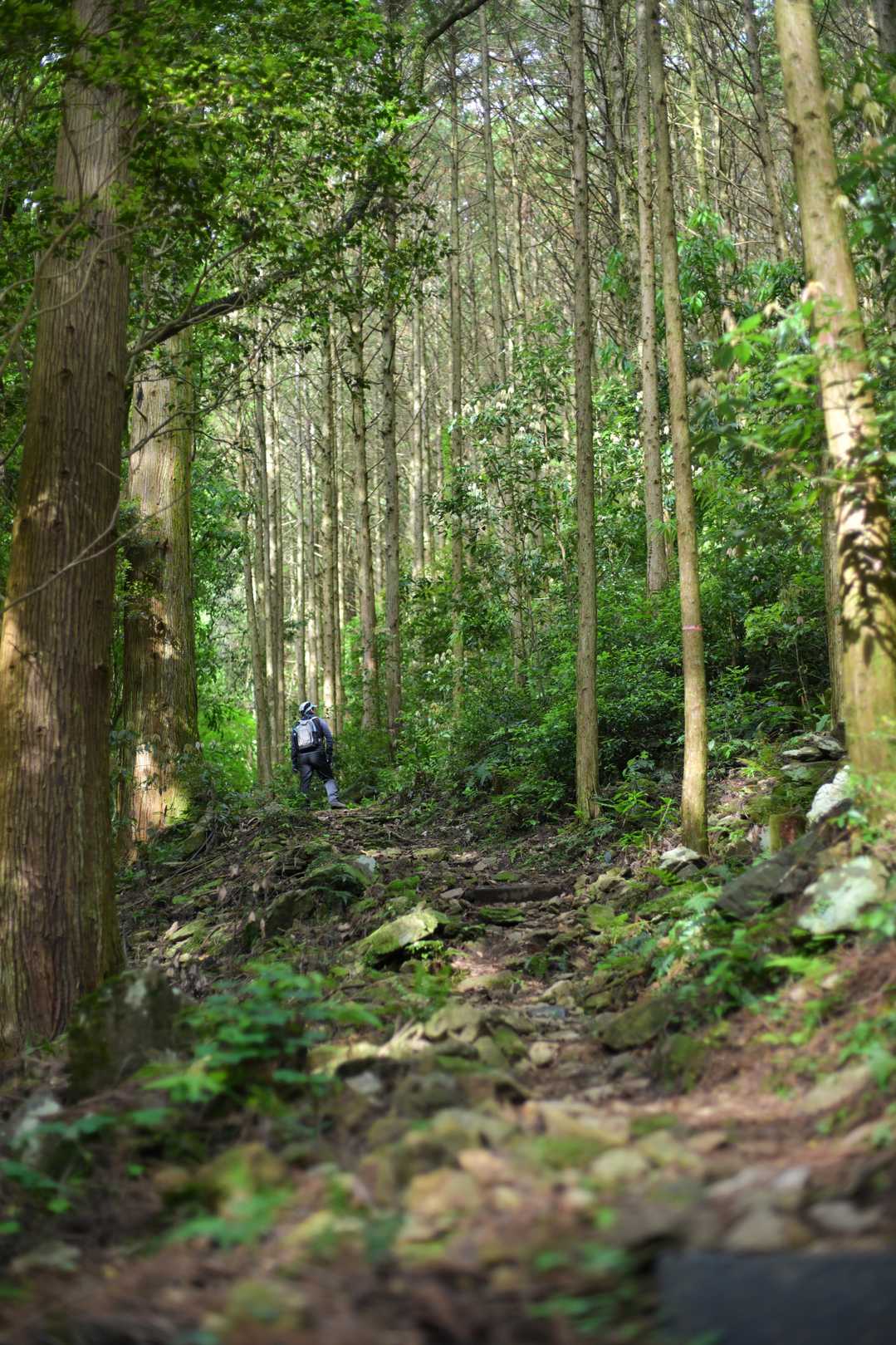 冠岳登山口-冠北岳 往復コースの写真
